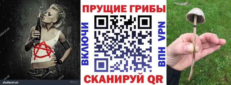 Псилоцибиновые грибы Psilocybe Себеж